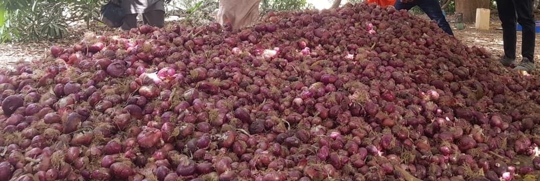 Fresh Yellow Onions (Large)