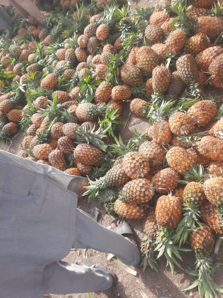 Fresh Pineapple