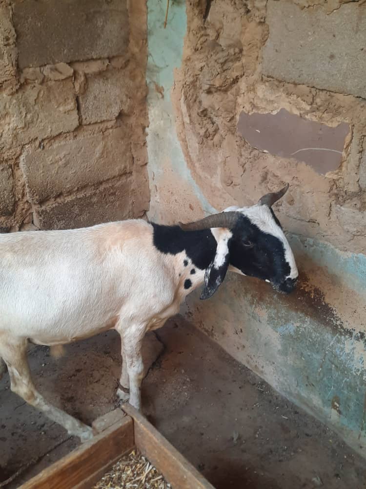 Live Ram (Full Grown)