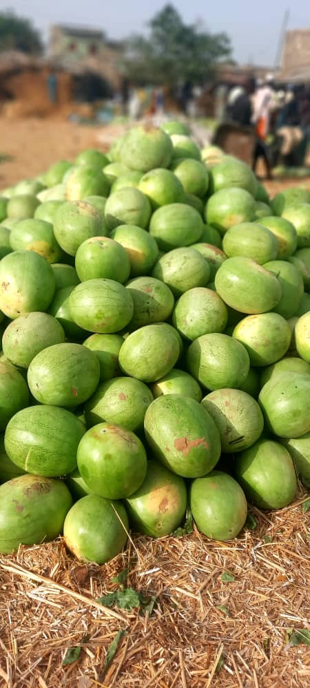 Watermelon (Seedless Variety)