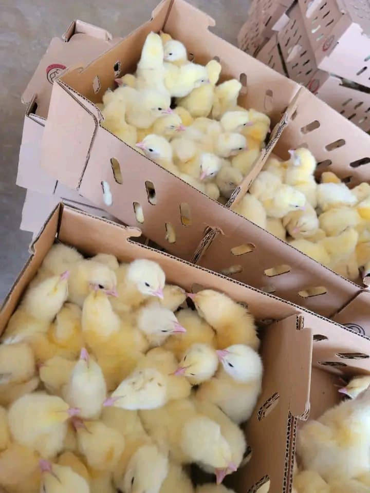 Fresh broilers chickens and day old chickens